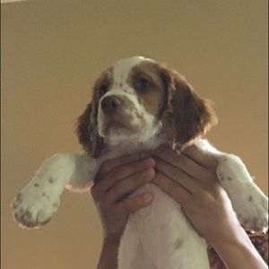 Meet your Posher, Joey